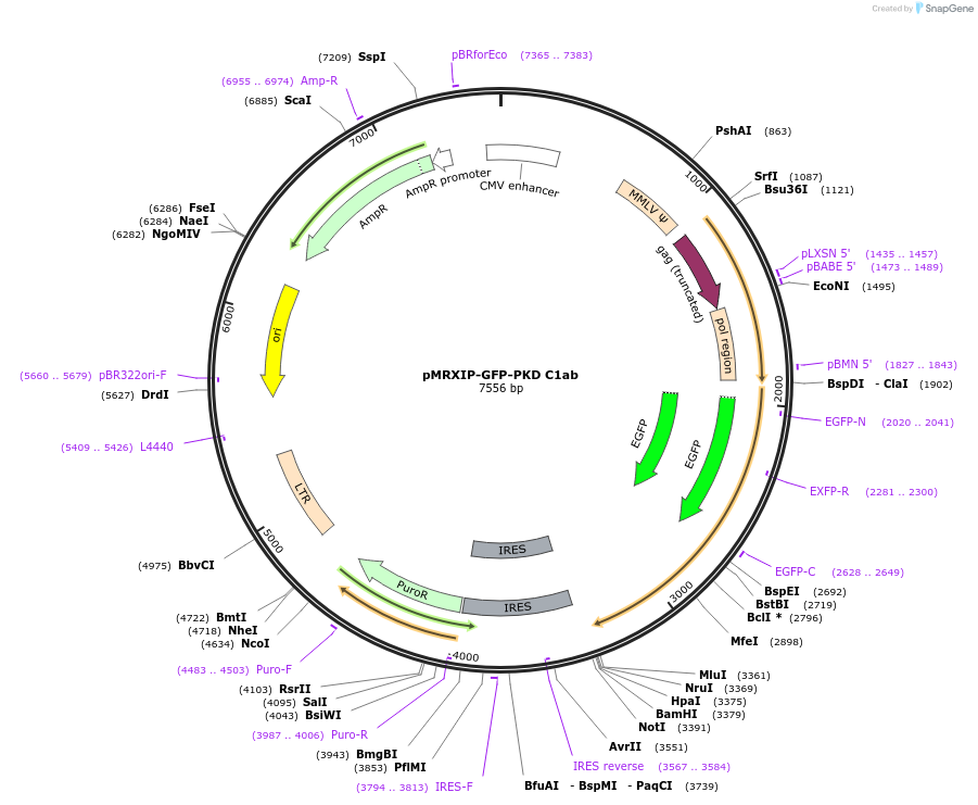 221755-plasmid-map-sequence-id-443429
