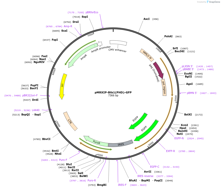 221756-plasmid-map-sequence-id-443430