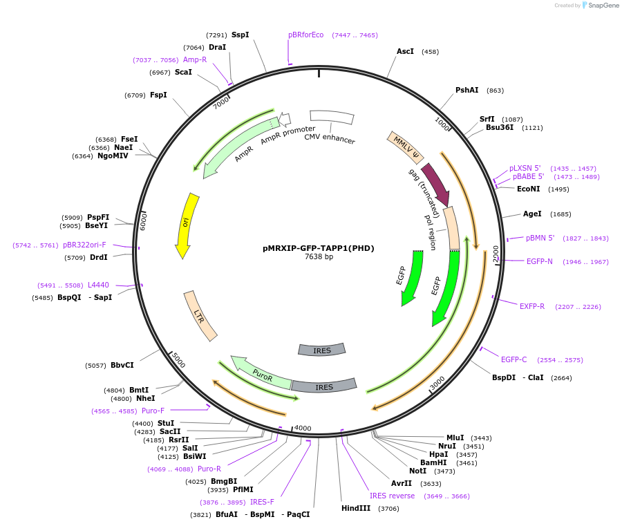221757-plasmid-map-sequence-id-443431