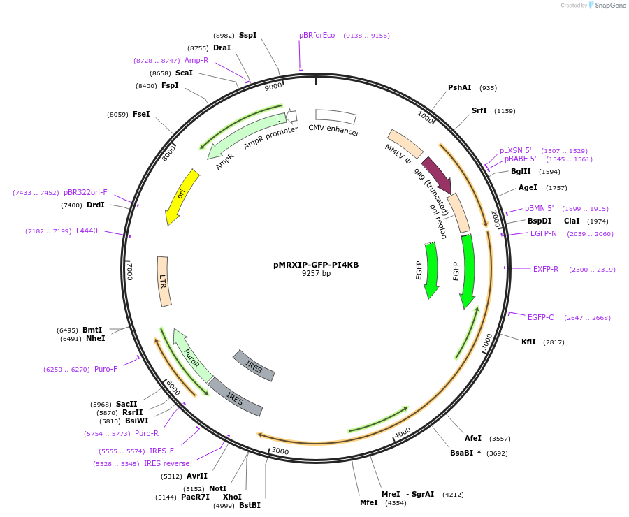 221759-plasmid-map-sequence-id-443433