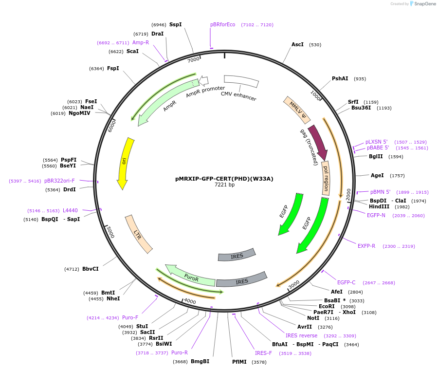 221761-plasmid-map-sequence-id-443435