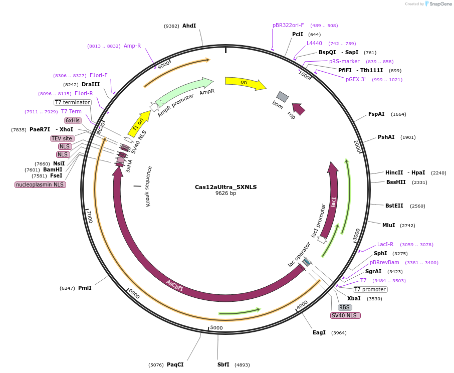 218775-plasmid-map-sequence-id-443448