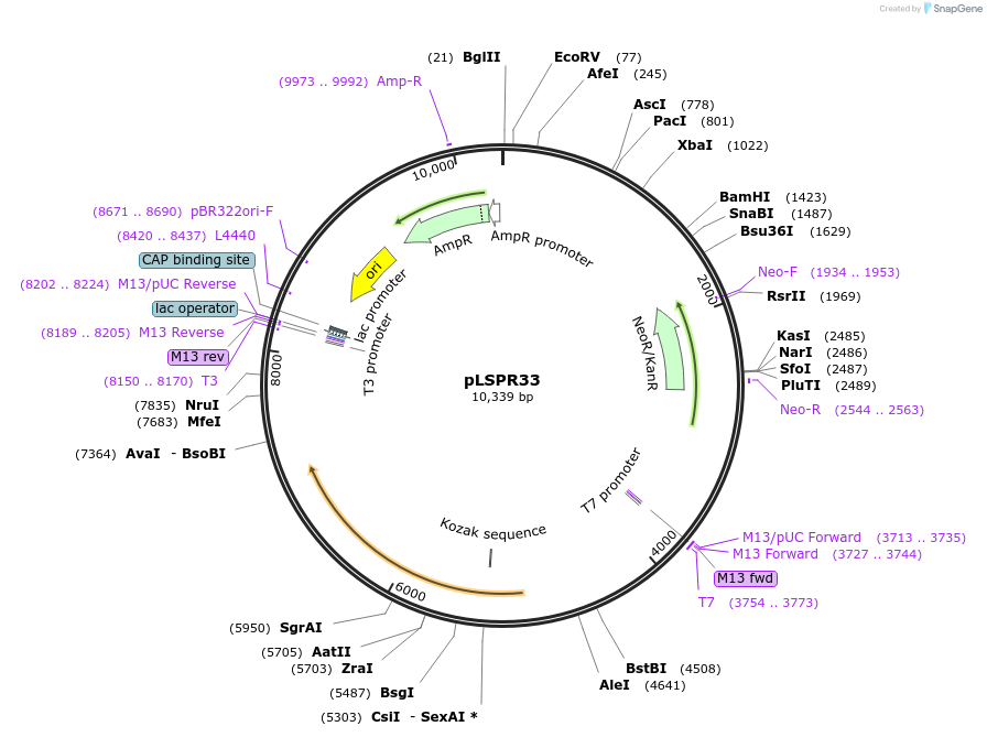 217318-plasmid-map-sequence-id-443450