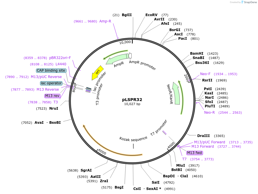 217317-plasmid-map-sequence-id-443452