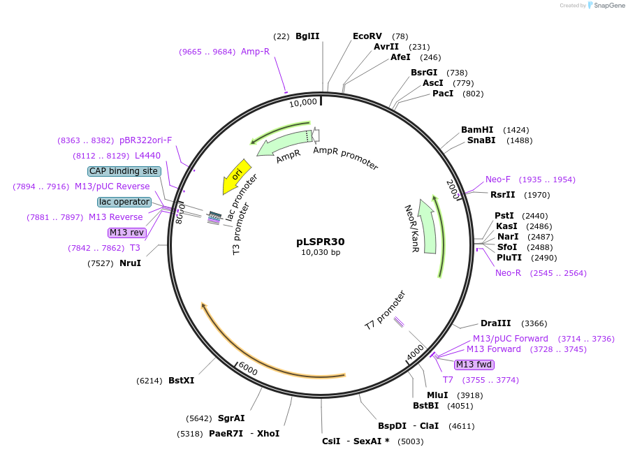 217315-plasmid-map-sequence-id-443454