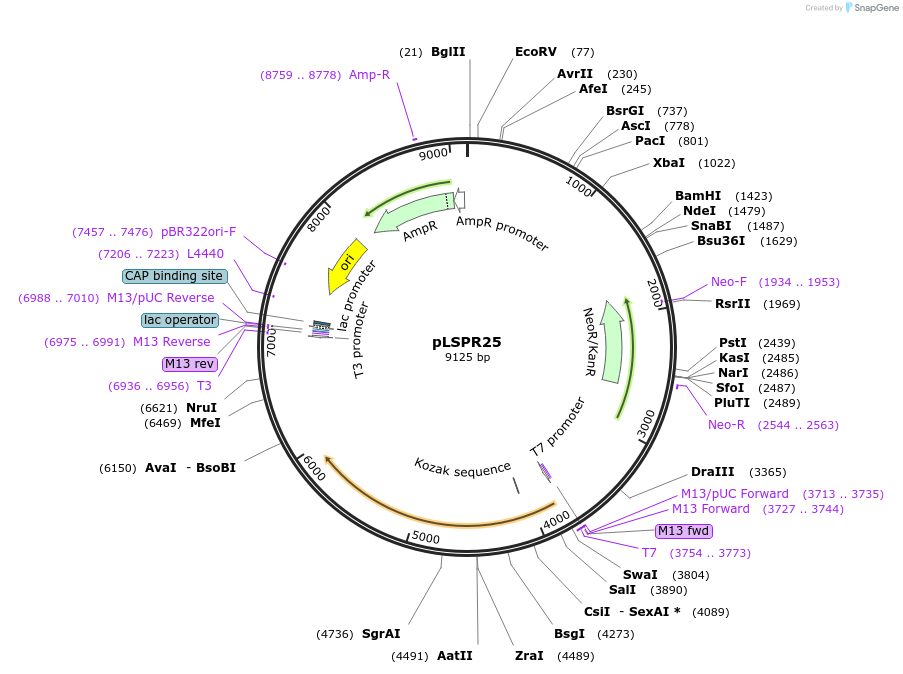217310-plasmid-map-sequence-id-443463