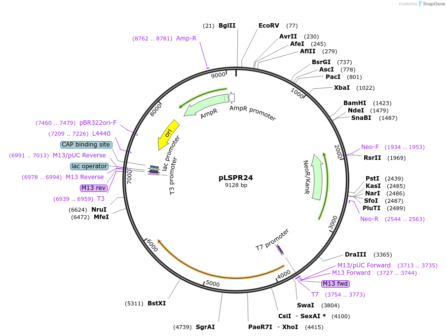 217309-plasmid-map-sequence-id-443471