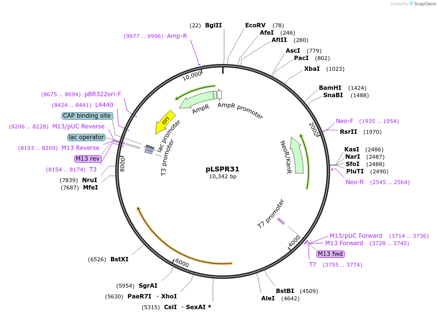 217316-plasmid-map-sequence-id-443474