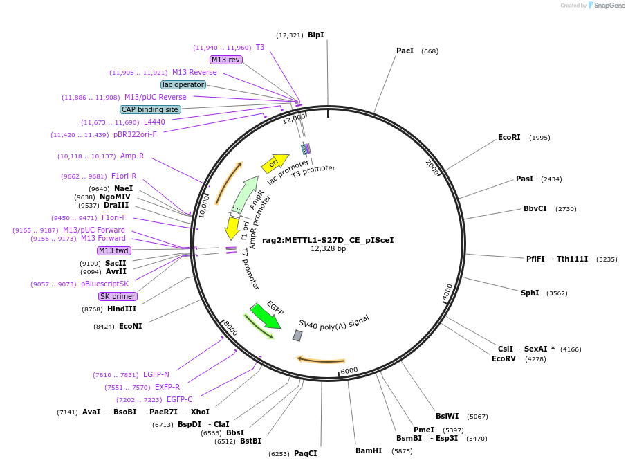 223049-plasmid-map-sequence-id-443475