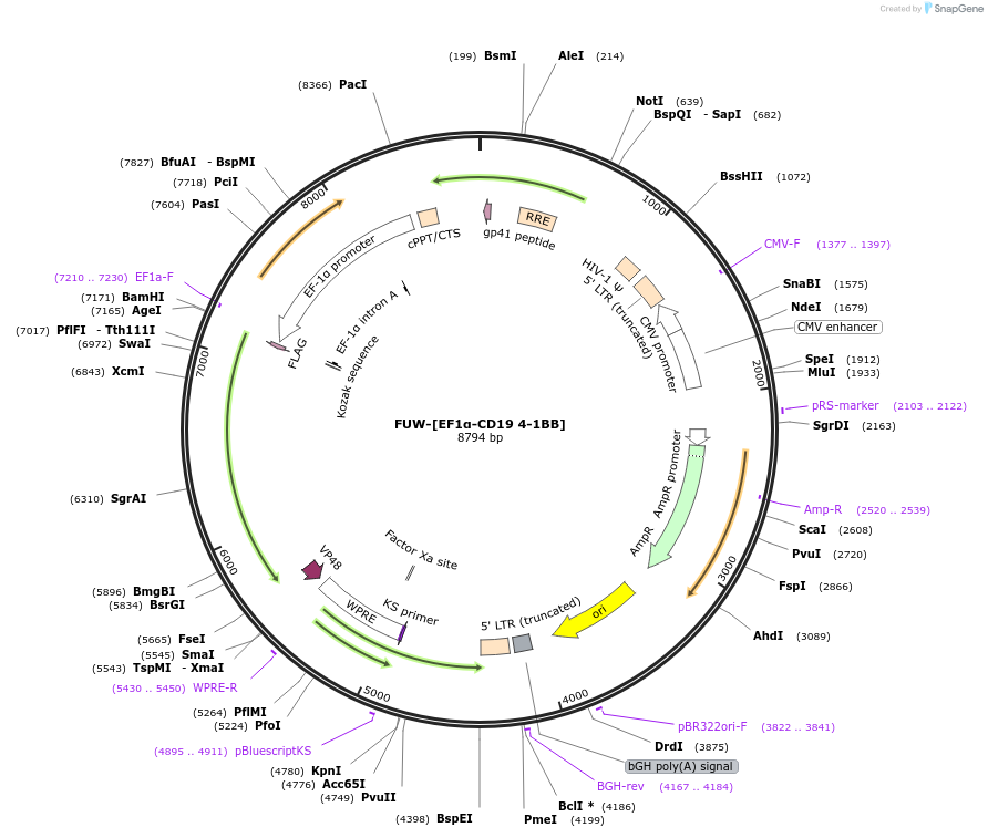 218336-plasmid-map-sequence-id-443478