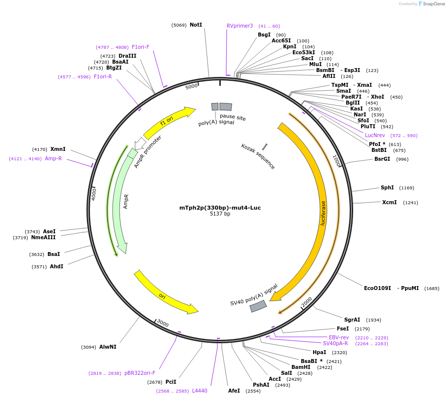 223667-plasmid-map-sequence-id-443481