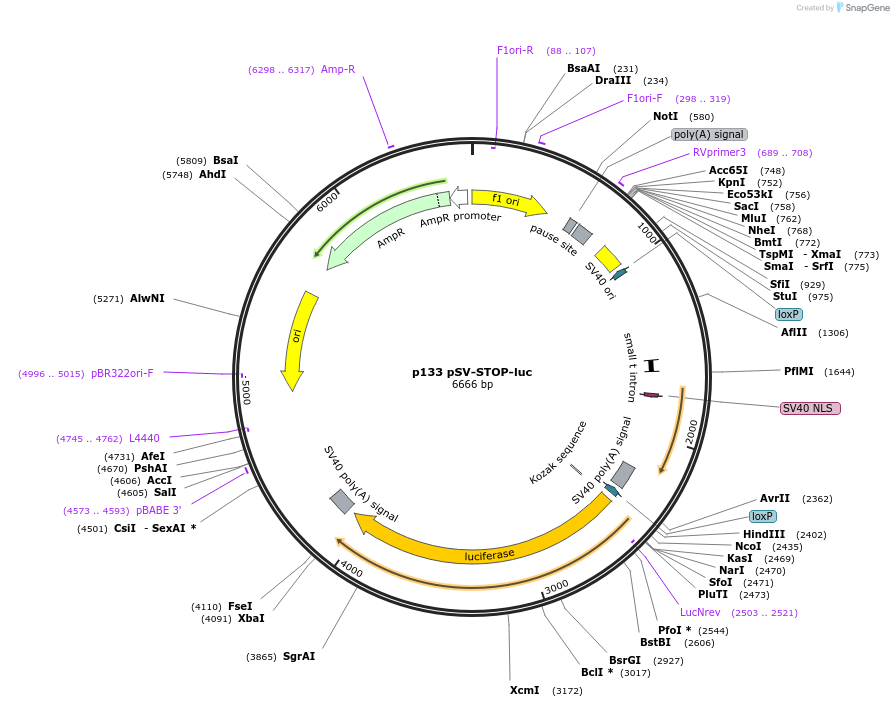 8390-plasmid-map-sequence-id-443492