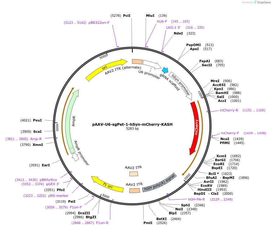 223227-plasmid-map-sequence-id-443551
