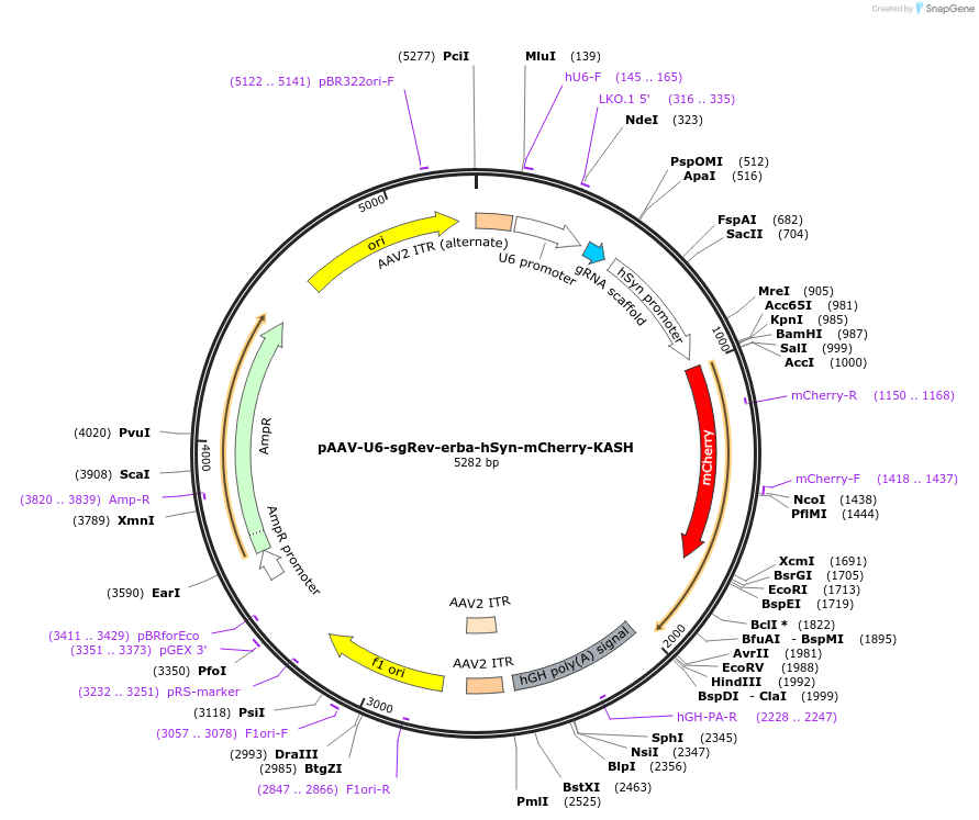223226-plasmid-map-sequence-id-443553