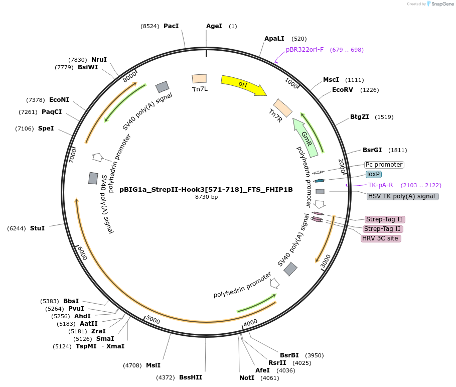 222301-plasmid-map-sequence-id-443588