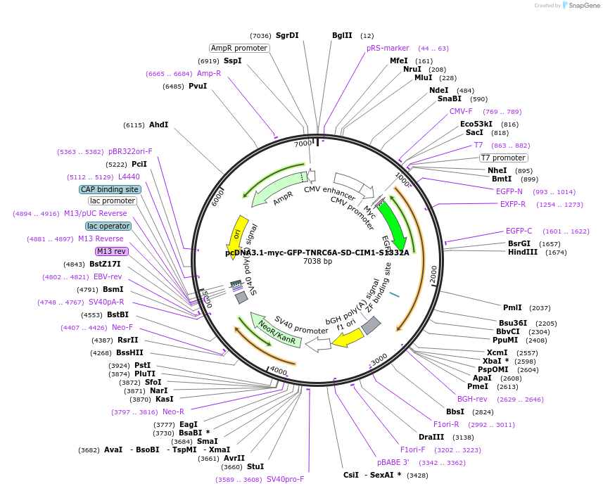 215900-plasmid-map-sequence-id-443614