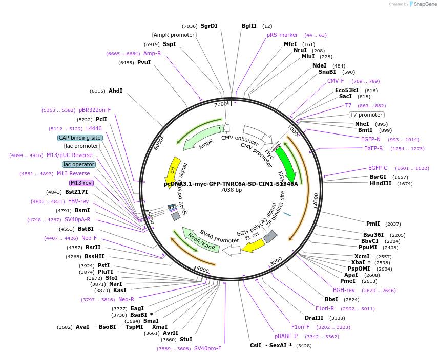 215901-plasmid-map-sequence-id-443618