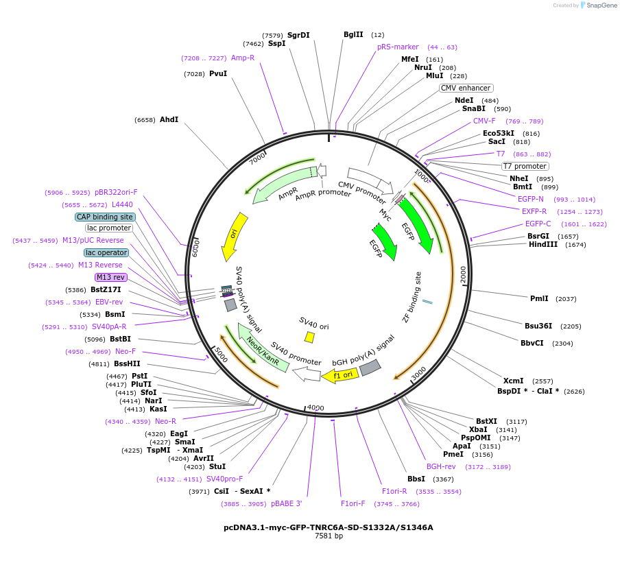 215903-plasmid-map-sequence-id-443623
