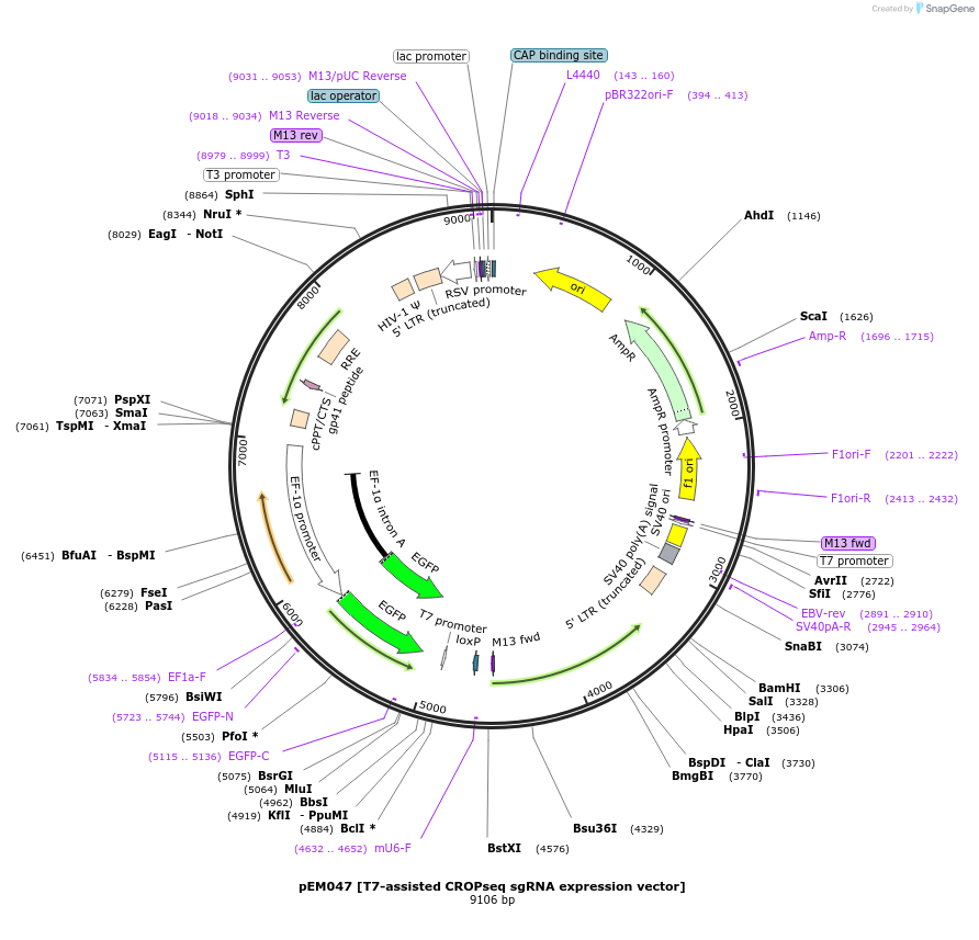 224899-plasmid-map-sequence-id-443624