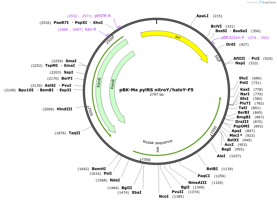 212125-plasmid-map-sequence-id-443626