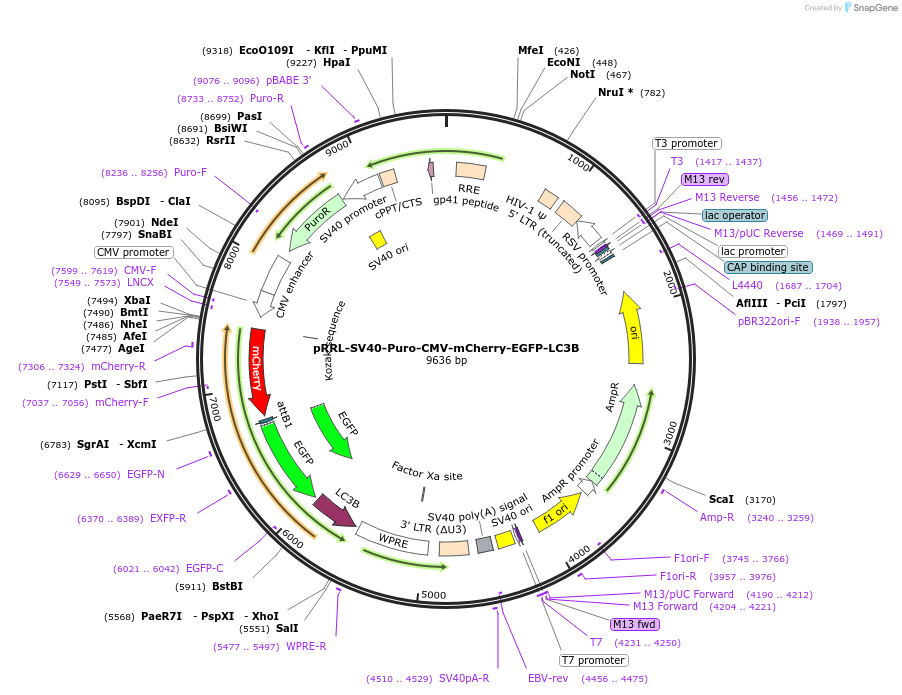 223712-plasmid-map-sequence-id-443629