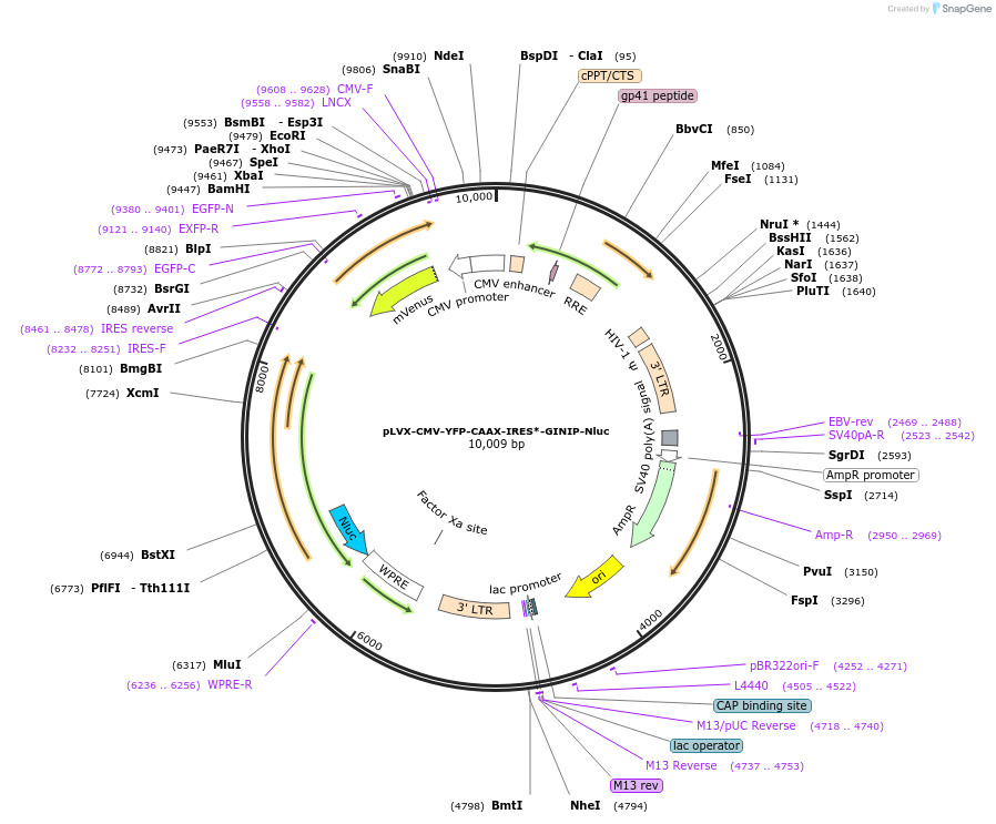 223559-plasmid-map-sequence-id-443639