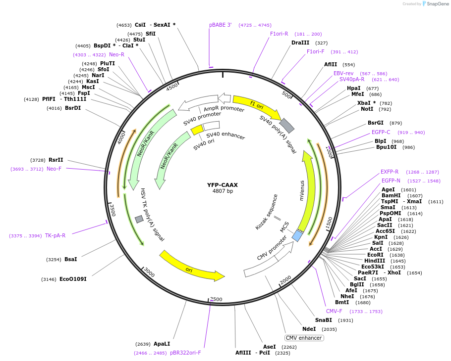 223558-plasmid-map-sequence-id-443640