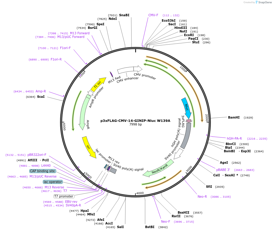 223557-plasmid-map-sequence-id-443646