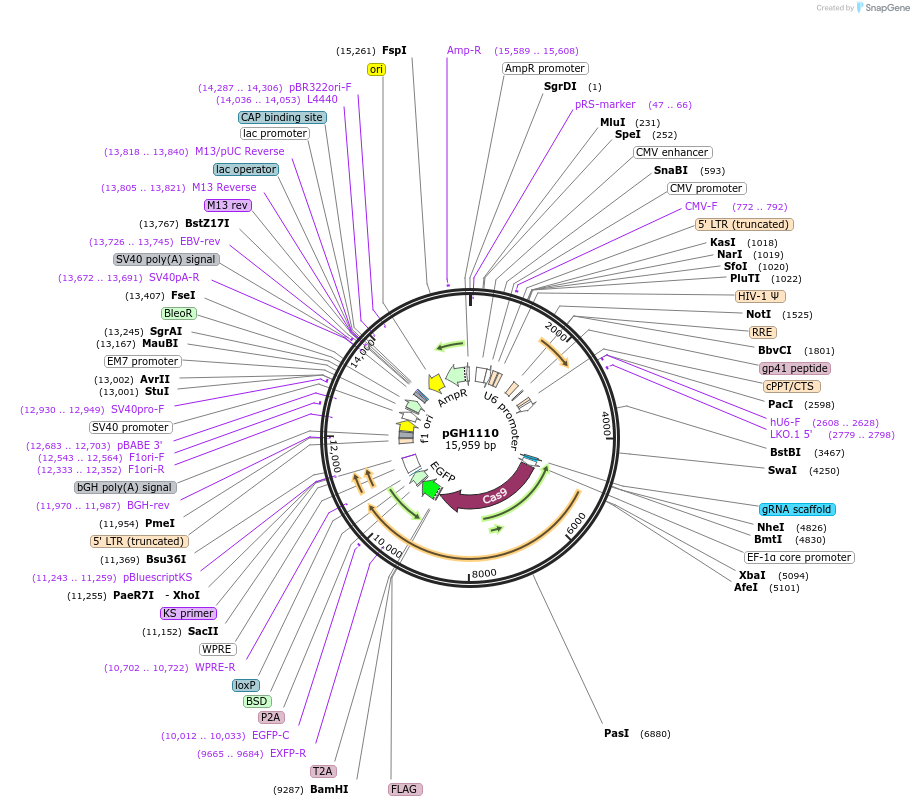 223682-plasmid-map-sequence-id-443657