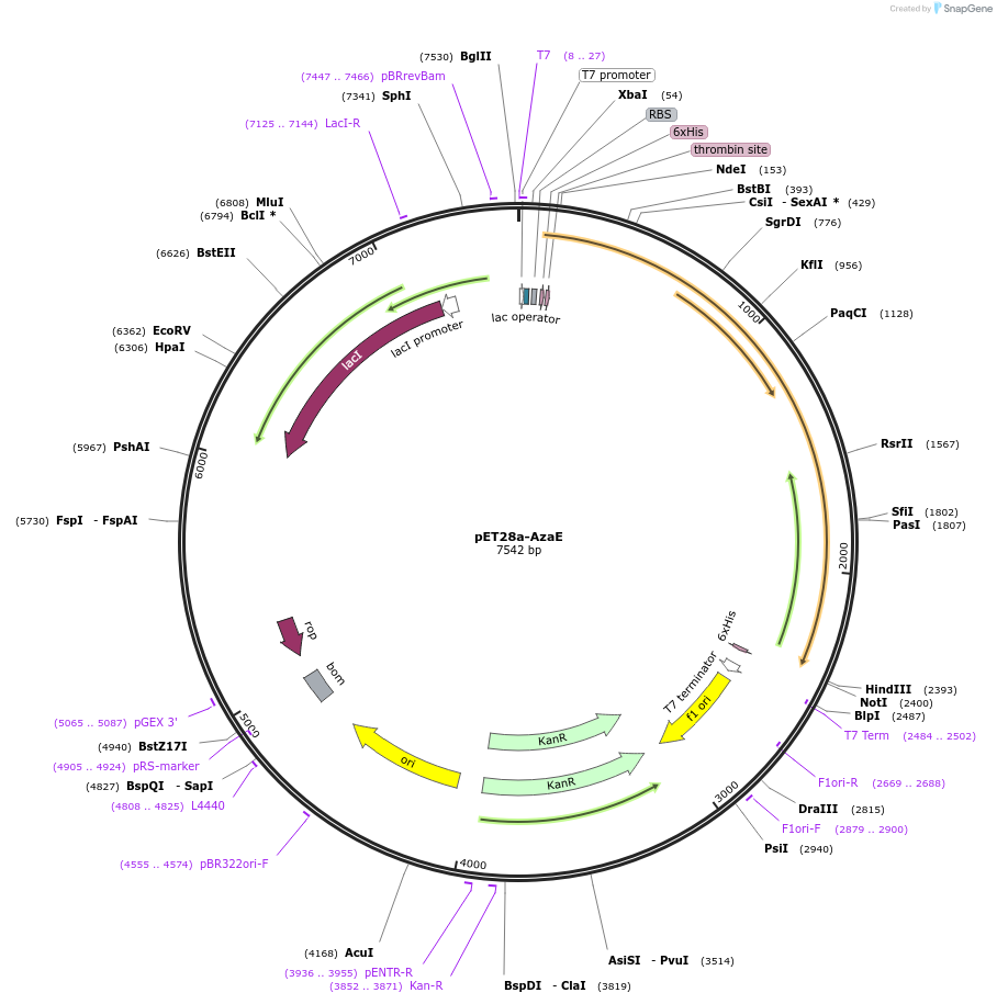 224426-plasmid-map-sequence-id-443664
