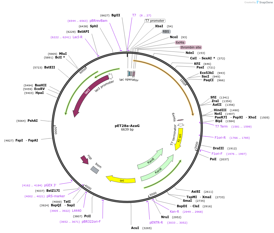 224427-plasmid-map-sequence-id-443666