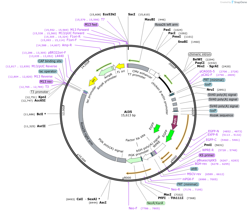 34882-plasmid-map-sequence-id-44368