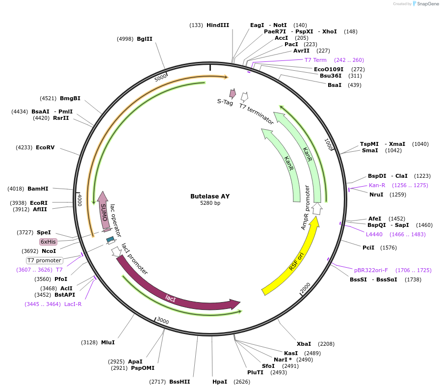 221847-plasmid-map-sequence-id-443739