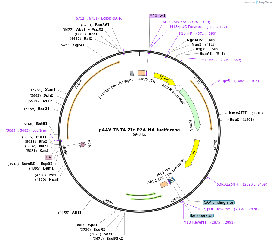 223188-plasmid-map-sequence-id-443747