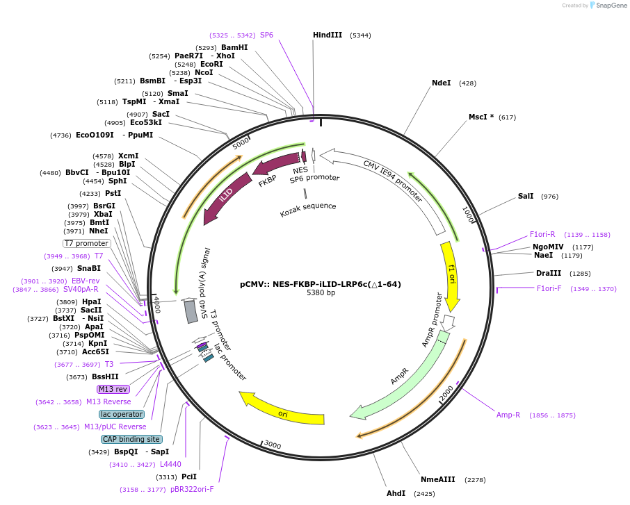 221775-plasmid-map-sequence-id-443765