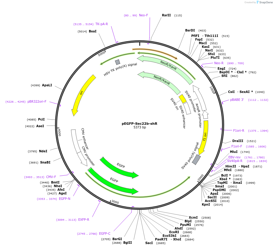 208358-plasmid-map-sequence-id-443766
