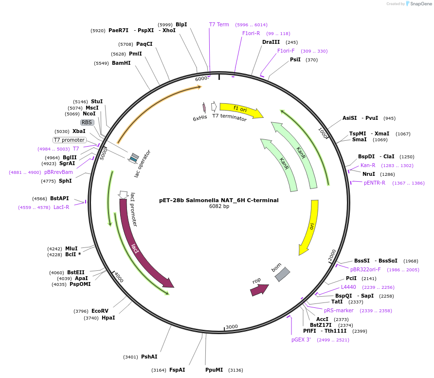 223436-plasmid-map-sequence-id-443795