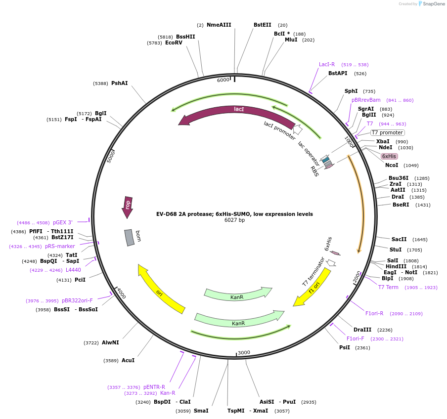 204802-plasmid-map-sequence-id-443797
