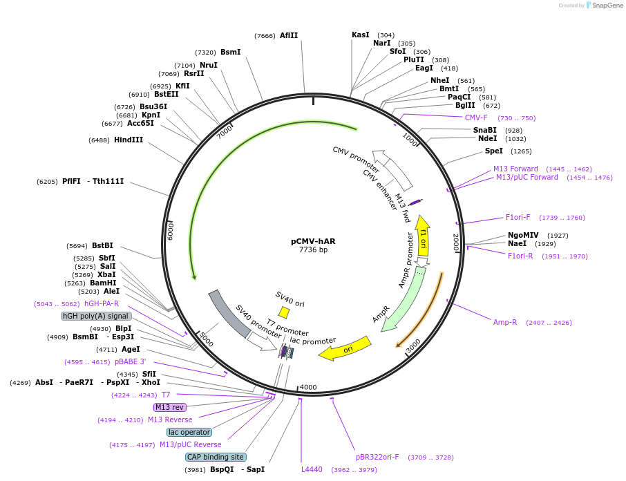 89078-plasmid-map-sequence-id-443798