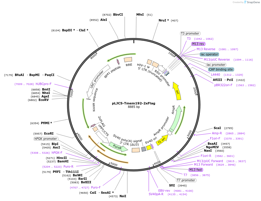 102929-plasmid-map-sequence-id-443799