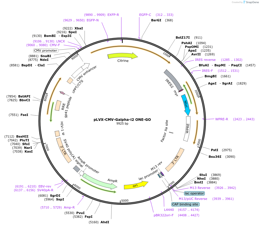 189736-plasmid-map-sequence-id-443801