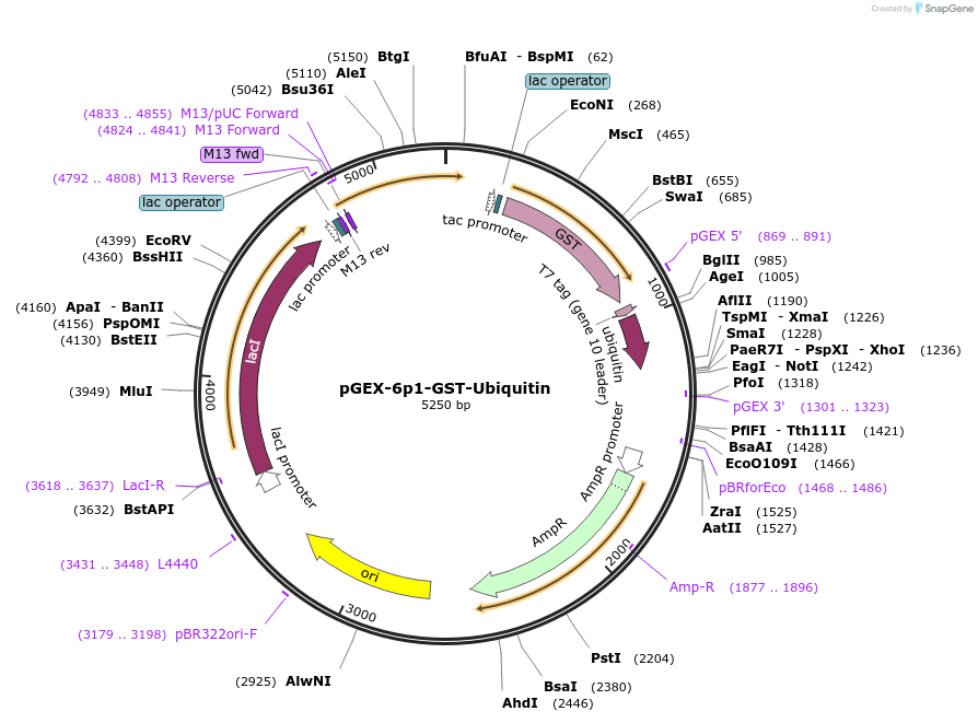 223236-plasmid-map-sequence-id-443802