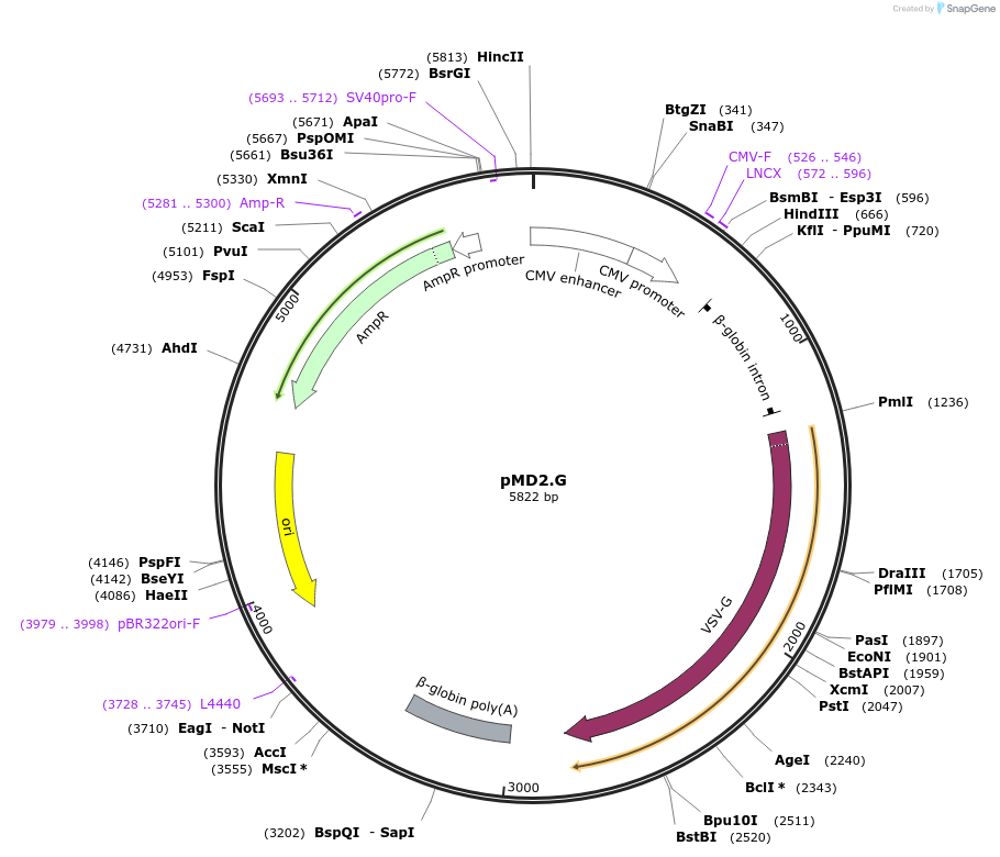 12259-plasmid-map-sequence-id-443804