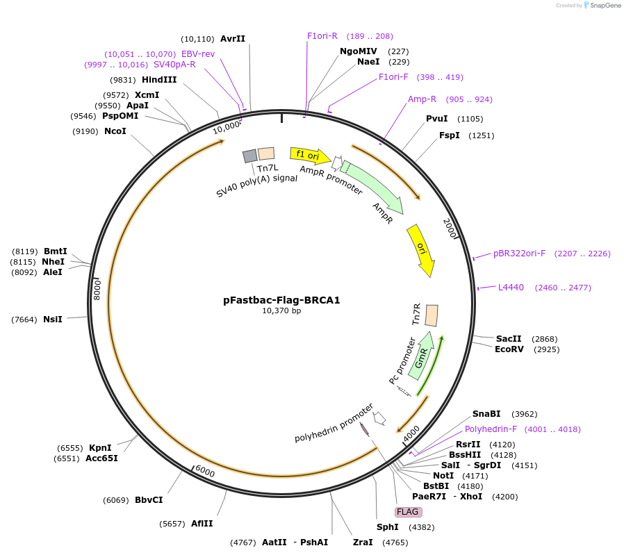 223228-plasmid-map-sequence-id-443805