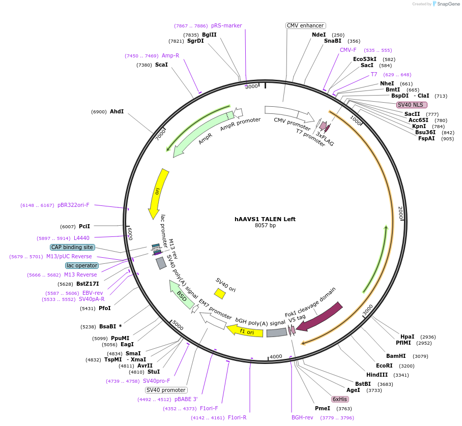 52341-plasmid-map-sequence-id-443807