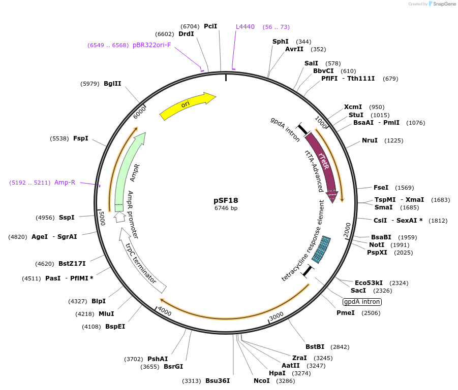 222593-plasmid-map-sequence-id-443809