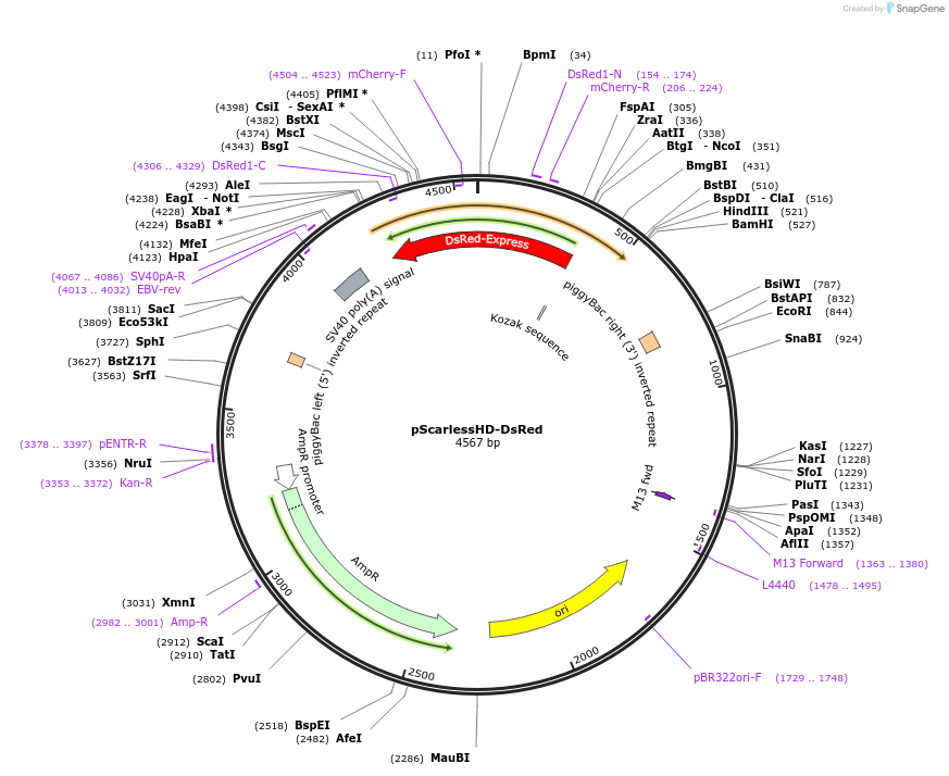 64703-plasmid-map-sequence-id-443894