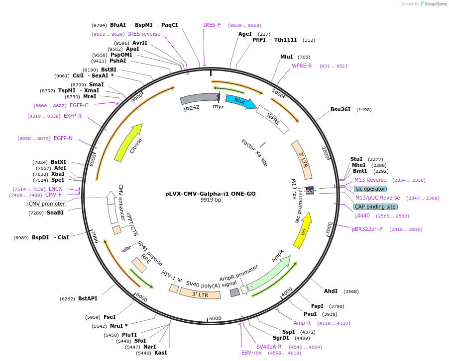 189735-plasmid-map-sequence-id-443897