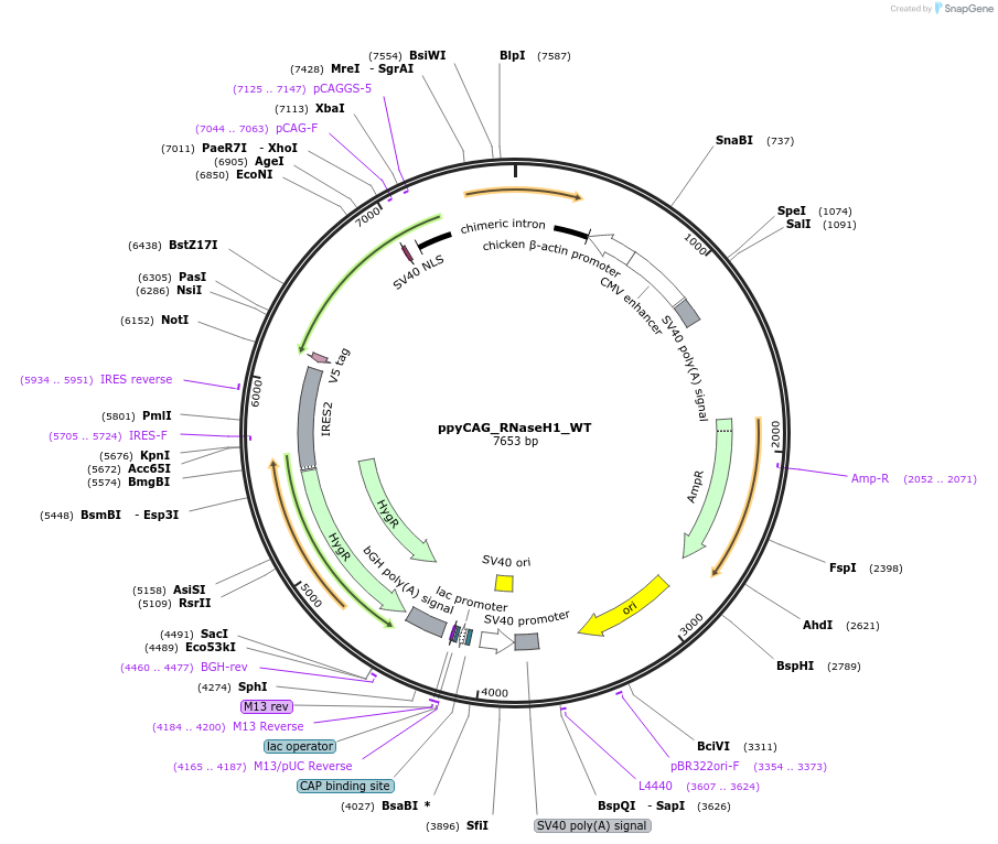 111906-plasmid-map-sequence-id-443902