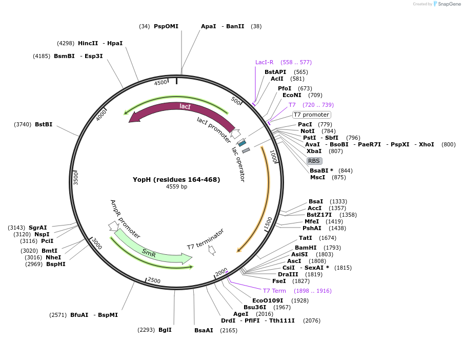 79749-plasmid-map-sequence-id-443904